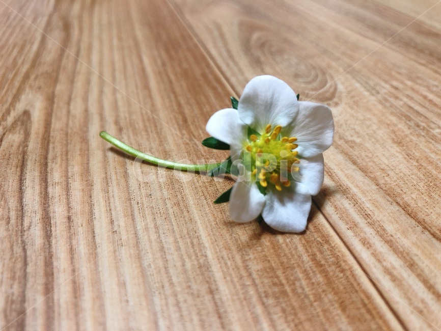꽃,딸기꽃,작은꽃,하얀꽃,딸기꽃,꽃,flower
