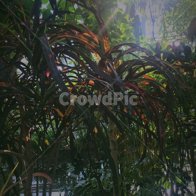 식물원,잎,빛,줄기,그림자,식물,자연,plants,nature