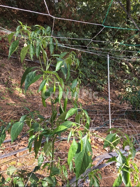 ground,바닥,plant,식물,고추,고추대,땅,흙,농사,농업,농사,agriculture,farming,farming industry