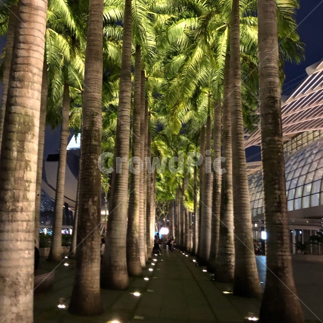 길,나무,풍경,해외,외국,싱가폴,싱가포르,건물,조명,singapore,oversea,tree,building,night,light,road,야경,밤,풍경,nightscape,night,landscape