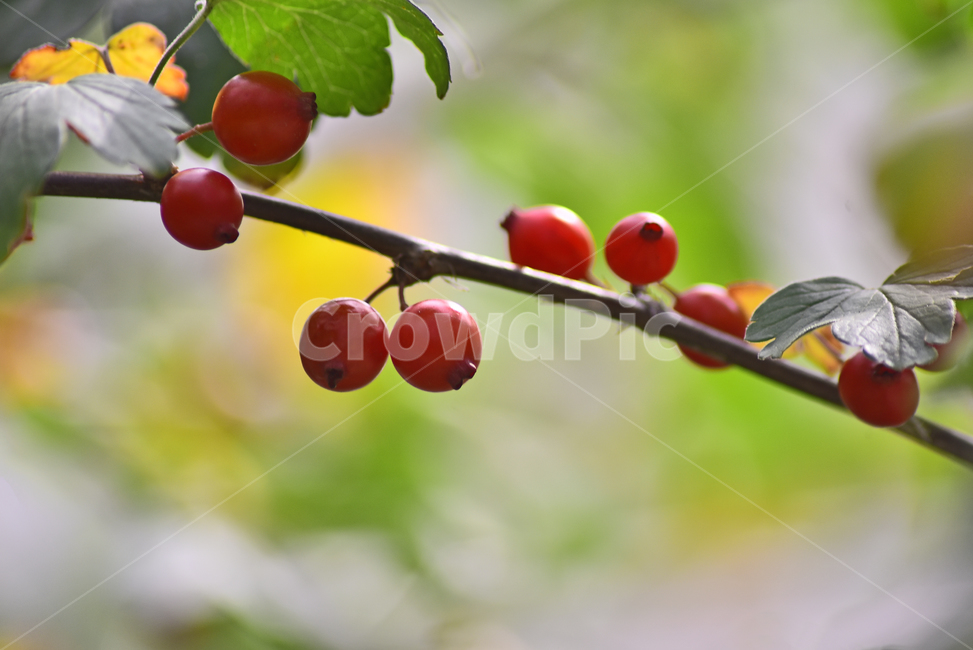 가을열매,까마귀밥여름나무,나무열매,결실,fruit,빨강색,배경,바탕,백그라운드,작은열매,background,식물,plant,식물,자연,plants,nature,과일,열매,fruit