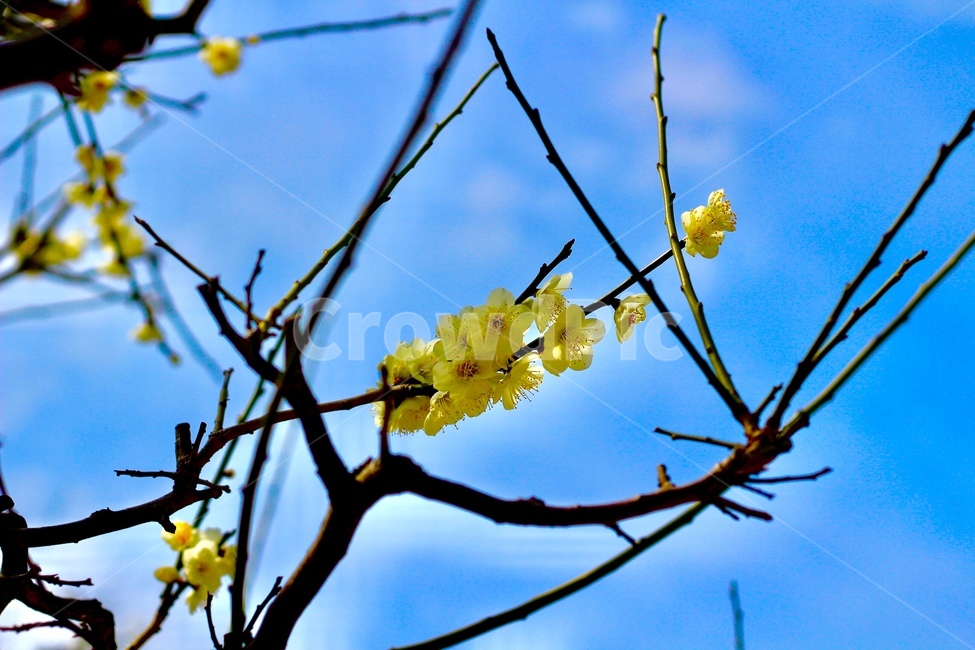 꽃,나무,나무가지,하늘,구름,식물,자연,plants,nature,꽃,flower