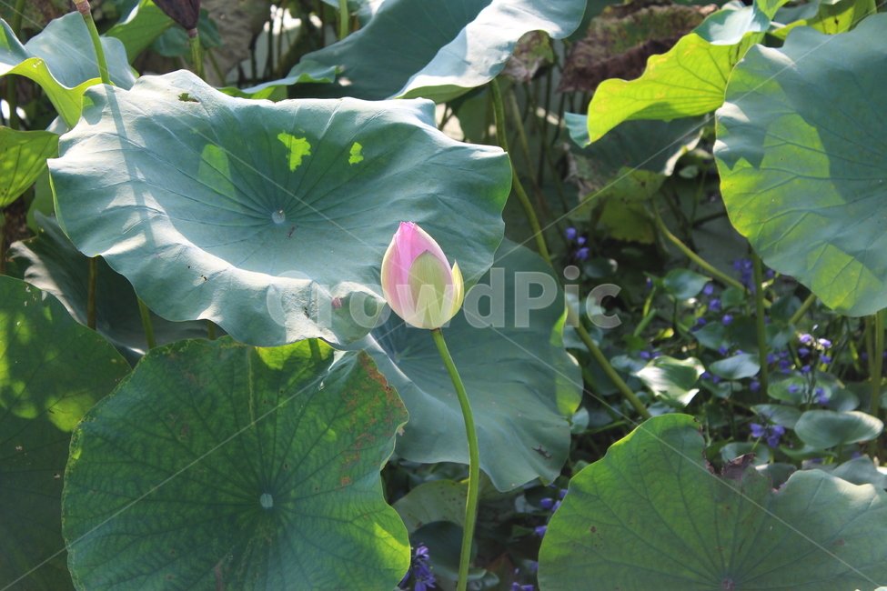 연꽃,연꽃봉우리,연못,연잎,녹색잎,식물,자연,plants,nature,꽃,flower