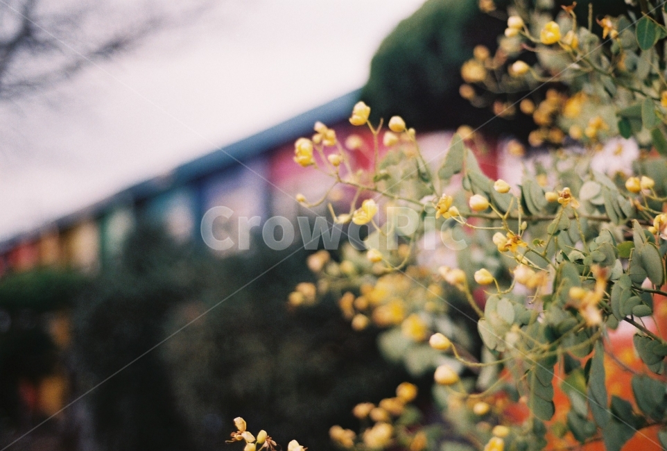 꽃,노란꽃,겨울,알록달록,감성,풍경,필름사진,식물,자연,plants,nature,꽃,flower,감성,sensible,feeling