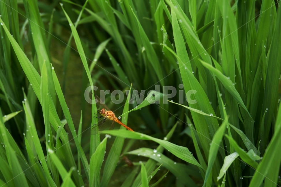 잠자리,자연,이슬,논,여름,곤충,벌래,날개,dragonfly,insect,bug,새벽,물,비,젖은,dew,맻히다,물방울,푸른,풀,깨끗한,상쾌한,봄,숲,땅,식물,자연,plants,nature,동물,animal,곤충,벌레,insect,bug