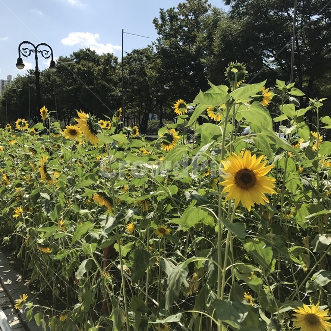 해바라기,꽃,공원,식물,sunflower