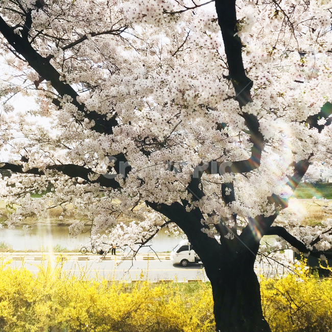 벚꽃나무,개나리,벚꽃,햇살,cherryblossom