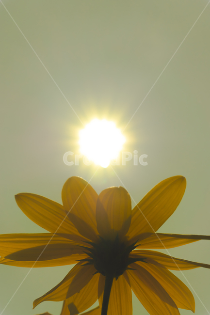 꽃,하늘,구름,자연,태양,cloudssky,clouds,rgbconcept,rgbcmyk,rgbcolors,rgb,srgb,design,landscape,nature,color,light,sun,sky,flower,노랑,yellow,식물,자연,plants,nature,꽃,flower