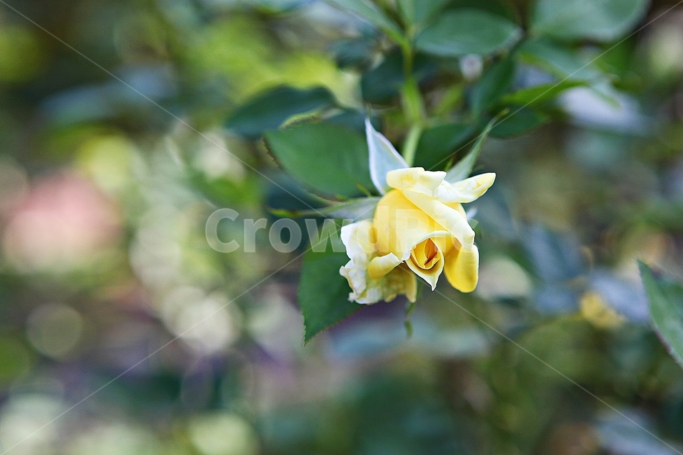 장미,장미꽃,꽃,꽃잎,가을,식물,자연,공원,식물,자연,plants,nature,꽃,flower