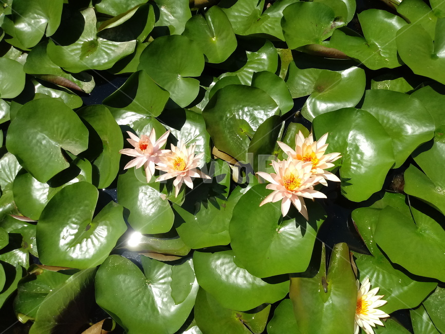 수련,다년생초본식물,수생식물,이판화,쌍자엽식물,자우련,waterlily