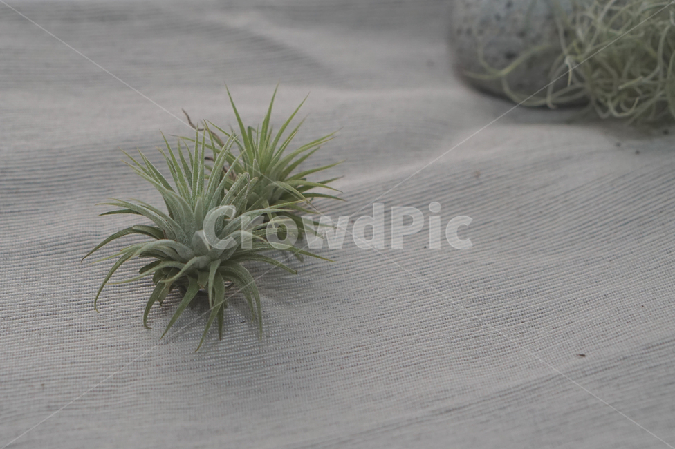 틸란드시아,이오난사,공기식물,airplants,공기정화식물,미세먼지제거,수염틸란드시아,식물,자연,plants,nature