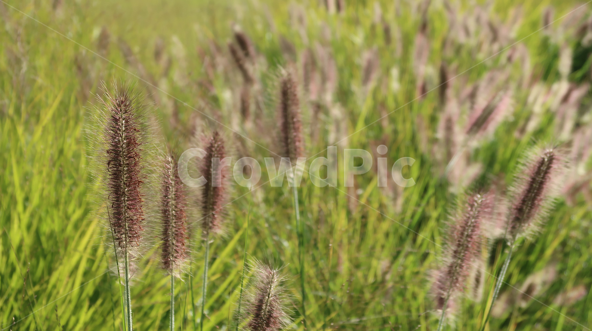 강아지풀,grass,plant,식물,foxtail,lawn,잔디,풀,들꽃,가을,autumn,fall,들녁,초록,green,갈색,brown,field,들,식물,자연,plants,nature