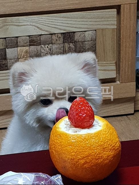 tongue,fruit,strawberry,drool,Concentration,orange,Pets,form,puppy,pomeranian,patience,Dimly,Dog,dog,pet dog,pet