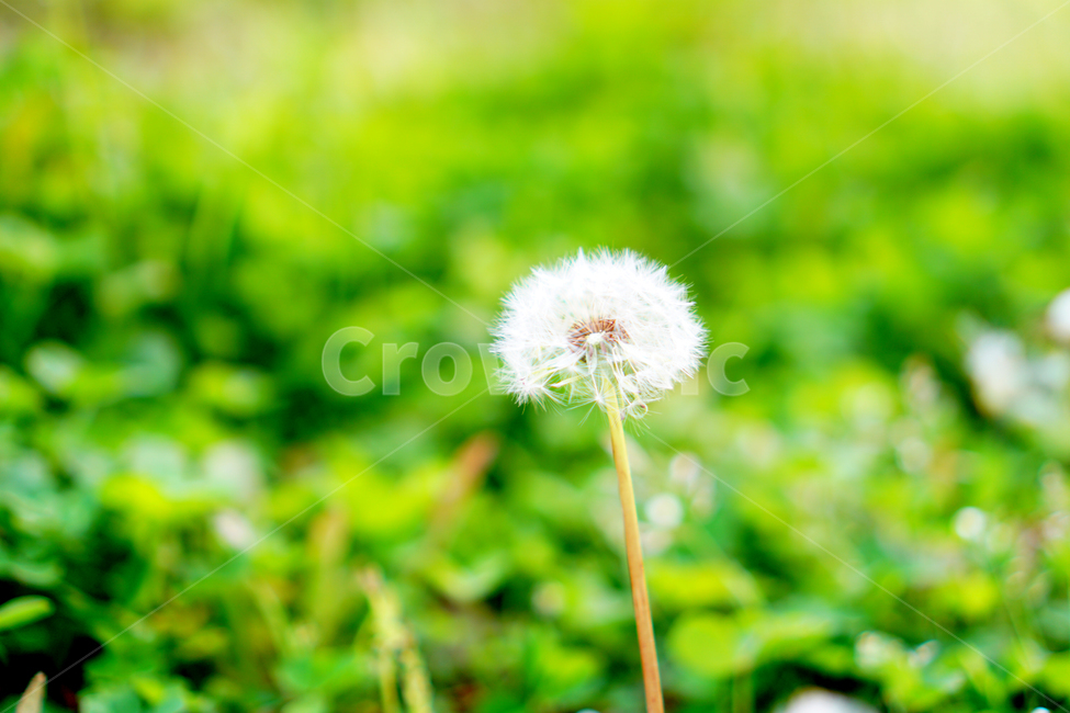 식물,여름,자연풍경,색감,감성사진,민들레,식물,자연,plants,nature,꽃,flower