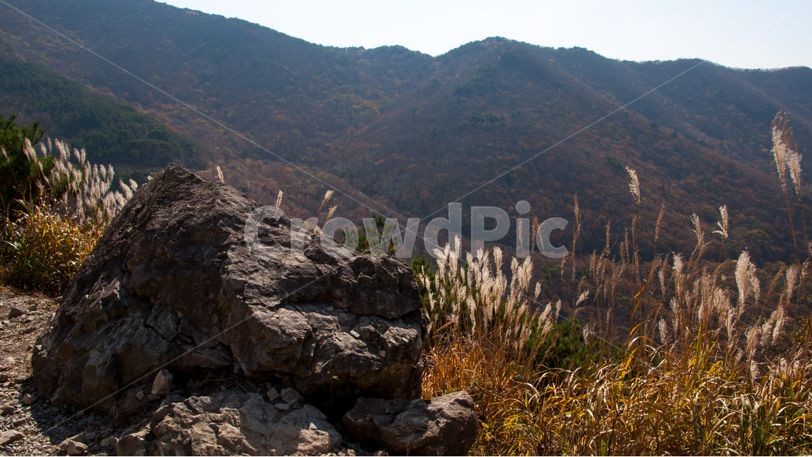 돌,자연,식물,가을,억새,갈대,plants,nature,가을,계절,fall,autumn,season,자연,풍경,nature,landscape,grass,잔디,plant