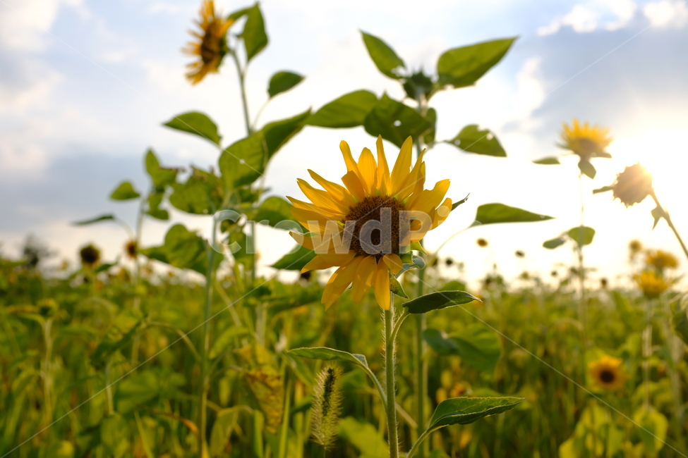 꽃,해바라기,노란해바라기,노란꽃,해바라기밭,식물,자연,식물,자연,plants,nature,꽃,flower
