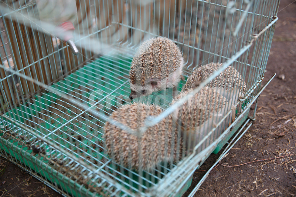 제주화조원,화조원,동물원,고슴도치,포유동물,동물,동물,animal,포유류,mammal