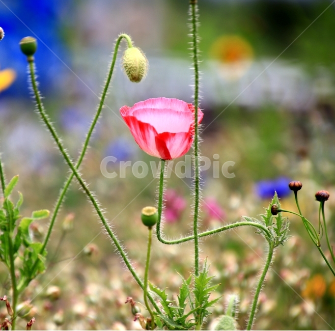 꽃,양귀비,여름,핑크,야생화,식물,자연,plants,nature,꽃,flower