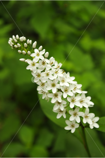 까치수염,꽃,식물,flower,color,nature,자연,식물,자연,plants,nature,꽃,flower