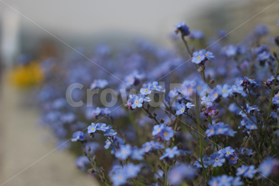 꽃,화분,자연,식물,봄,색감,식물,자연,plants,nature,꽃,flower,감성,sensible,feeling
