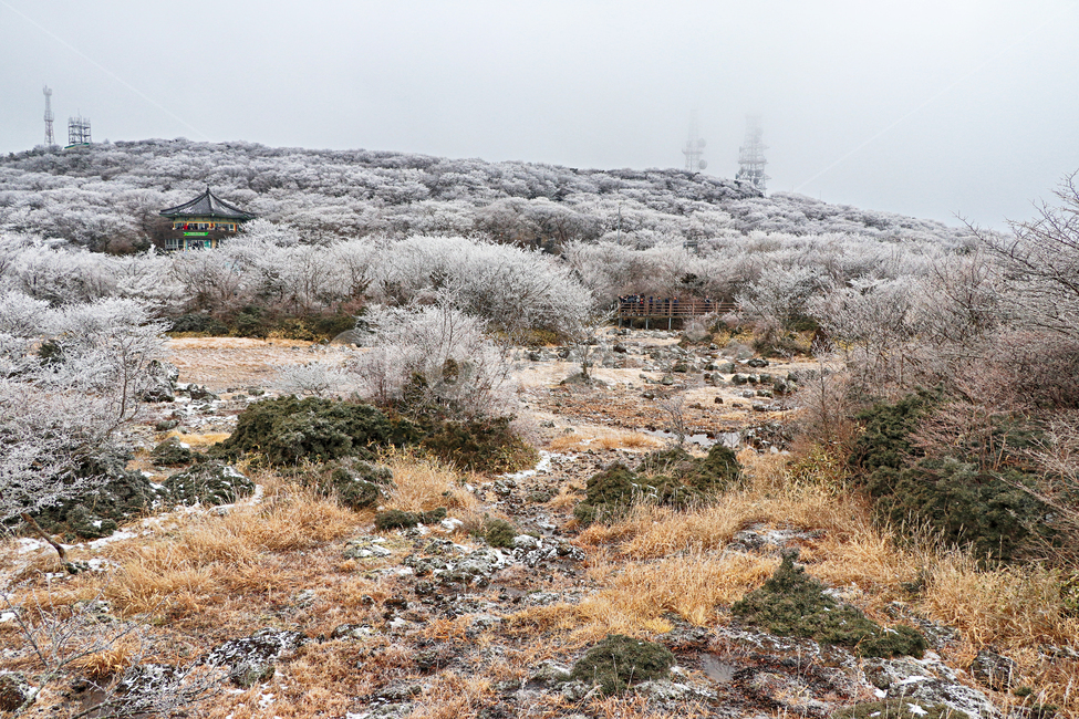 제주도,한라산,1100고지,한라산1100고지,설경,눈꽃,습지,겨울,겨울풍경,눈,snow,자연,옥외,nature,outdoors