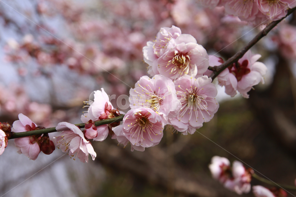 매화꽃,봄,봄꽃,자연,계절,꽃,spring,season,nature,flower,봄,계절,spring,season,식물,자연,plants,nature,꽃,flower,plant,blossom