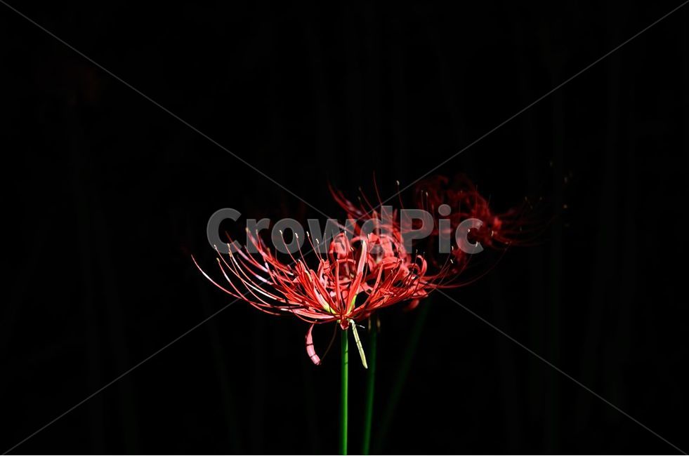 상사화,가을,꽃,flower,plant,식물,식물,자연,plants,nature,꽃,flower