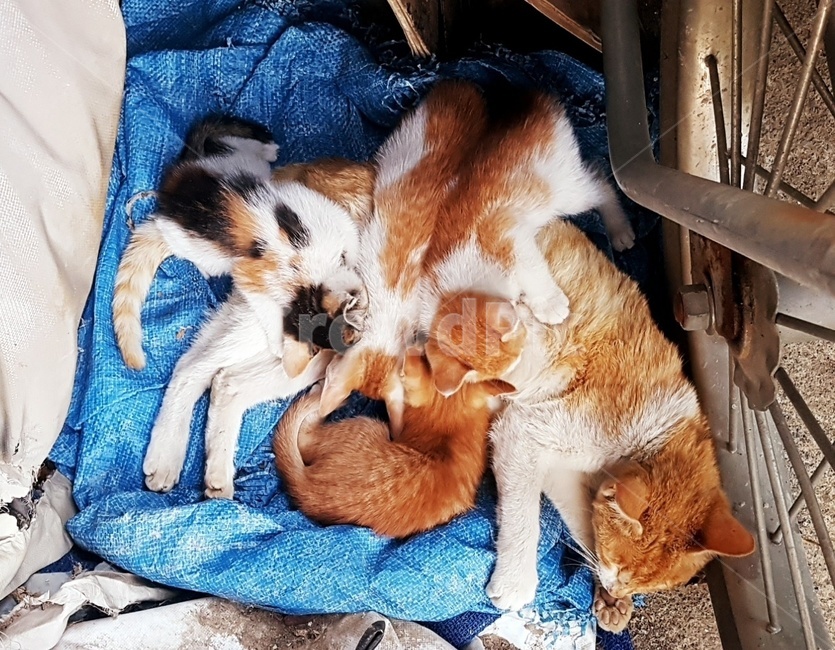 고양이,엄마,어미,새끼고양이,가족