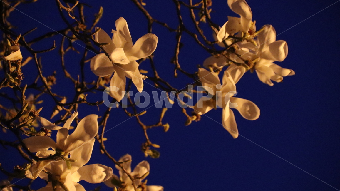 봄,개화,목련,저녁,밤,봄,계절,spring,season,야경,밤,풍경,nightscape,night,landscape,꽃,flower,plant,식물