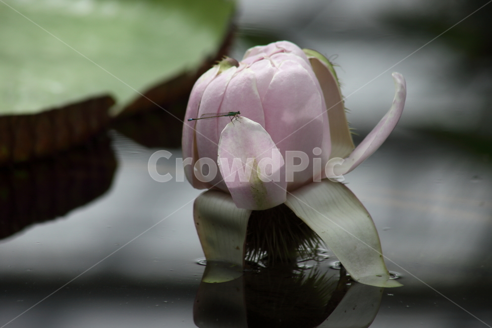 실잠자리,빅토리아연꽃,수련,큰가시연꽃,victoriawaterlily,식물,자연,plants,nature,꽃,flower