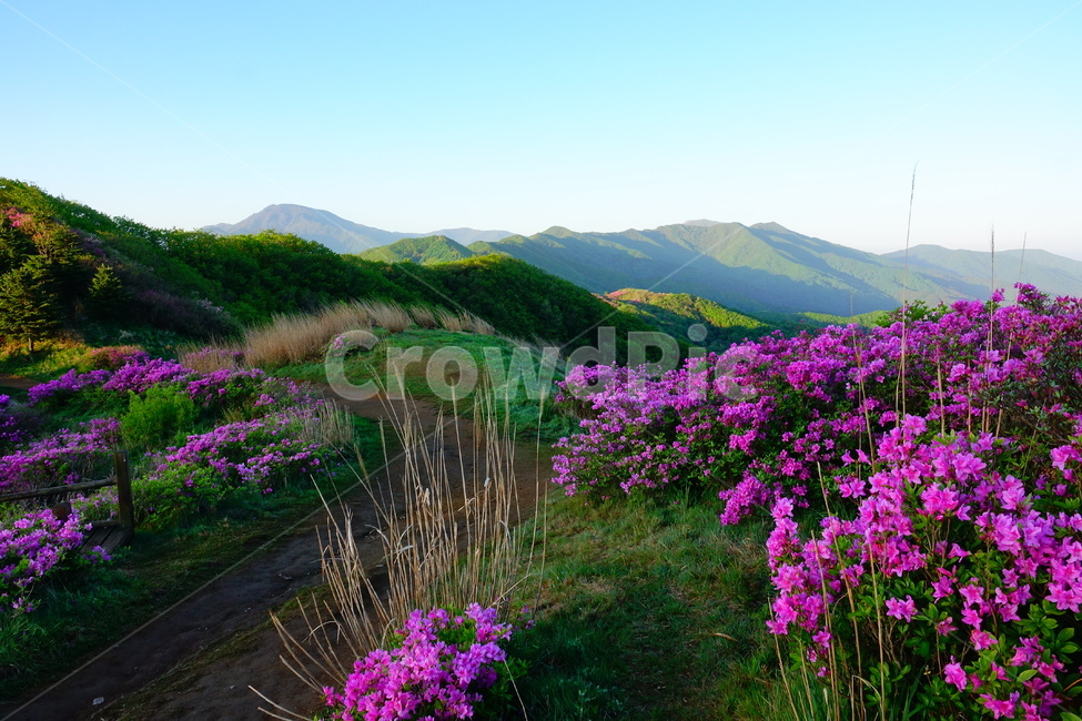 지리산,팔랑치,철쭉,봄,국립공원,봄,계절,spring,season,자연,풍경,nature,landscape,outdoors,옥외