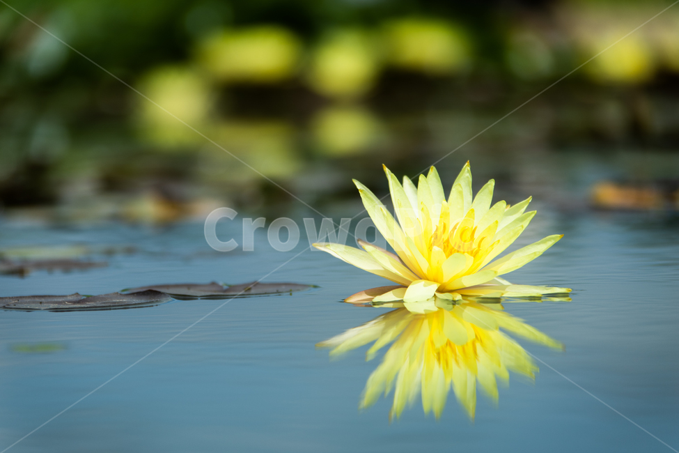 꽃,연꽃,연잎,수련,자연,힐링,식물,자연,plants,nature,꽃,flower