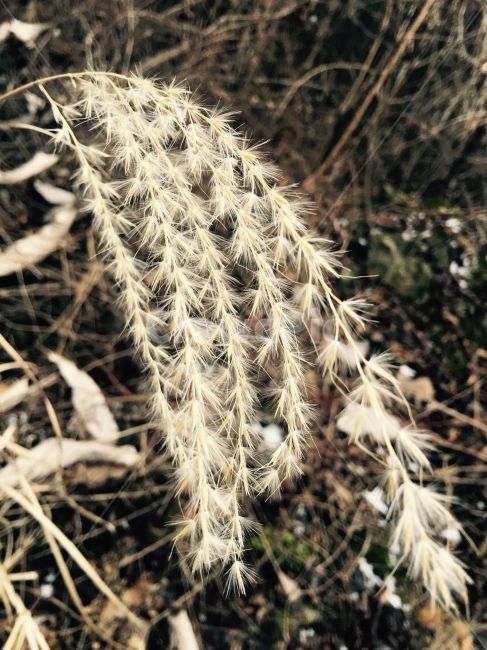 겨울,풀,시든풀,마른풀,가을,시들어버린,시든,자연,식물,식물,자연,plants,nature