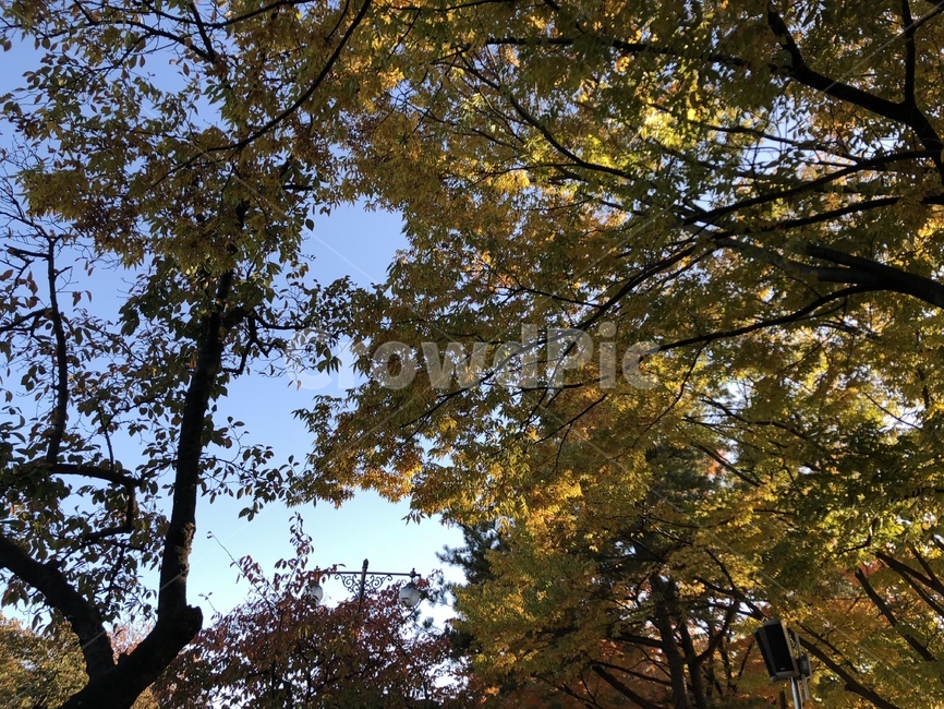 가을,낙엽,가을하늘,풍경,배경,가을,계절,fall,autumn,season,자연,풍경,nature,landscape,tree,나무,plant,식물,tree trunk,나무 줄기