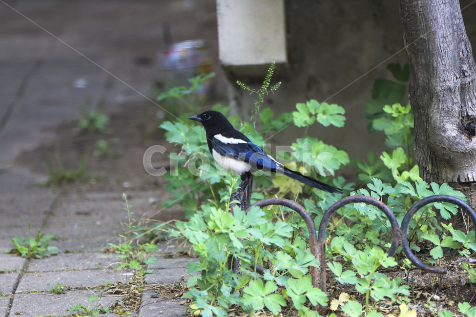 까치,새,조류,자연,생태,나무,bird