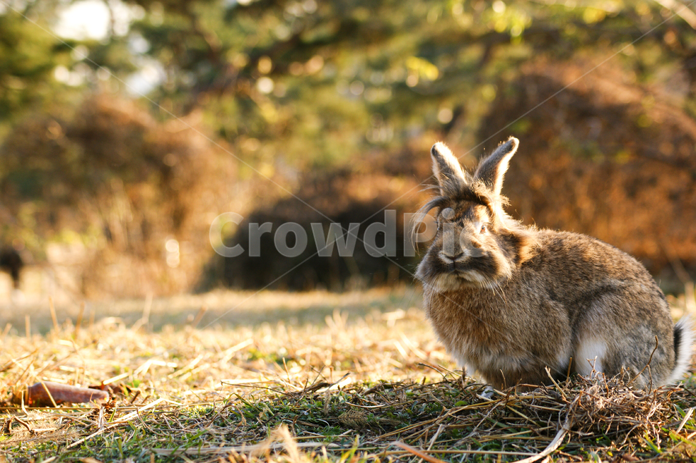 설치류,rodent,토끼,hare,mammal,포유류,동물,animal,동물,animal,포유류,mammal