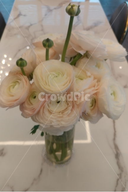 flower,식물,플라워,꽃,라넌큘러스,화병,유리화병,생화,식물,자연,plants,nature,꽃,flower