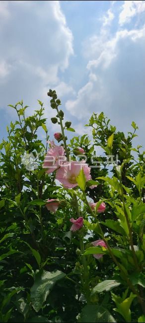 cloud,blue sky,nature,wild flowers,flower