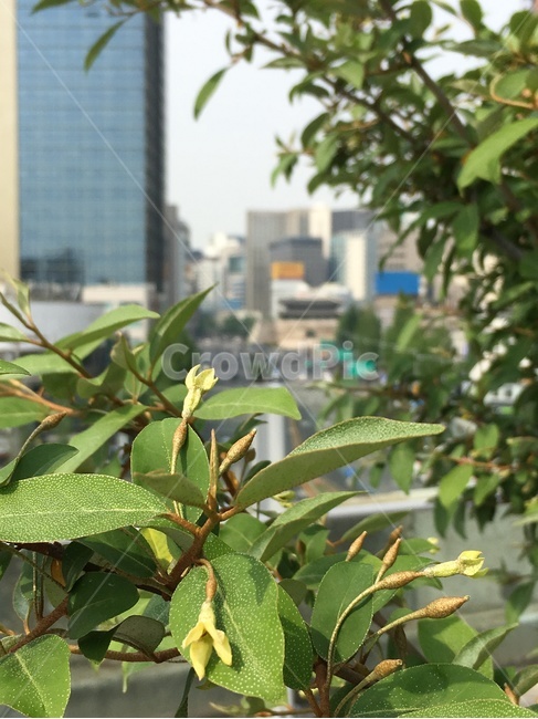 보리수,보리수나무,숭례문,서울,빌딩,sungryemun,seoul,building