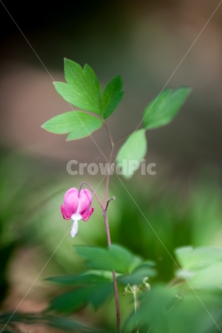 small,newsletter,data,sunshine,catalog,spring,saturation,domestic,beautiful,spring image,bloom,young leaf,publication,draft,landmark,soft,bleeding heart,heart,Korean flower,watercolor,light,closeup,background,photography,colorful,love,pink,blank,purity,yo