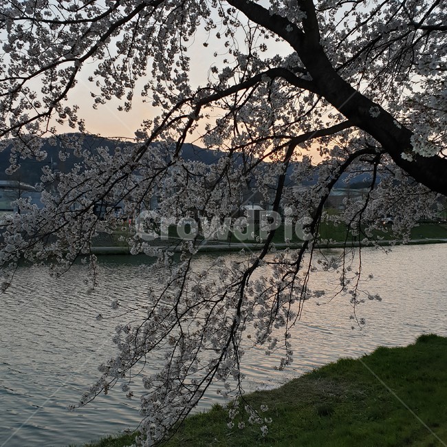 하천,벚꽃,노을,풀,나무,풍경,자연,물,하늘,어두움,가지,나뭇가지,계절,봄,사진