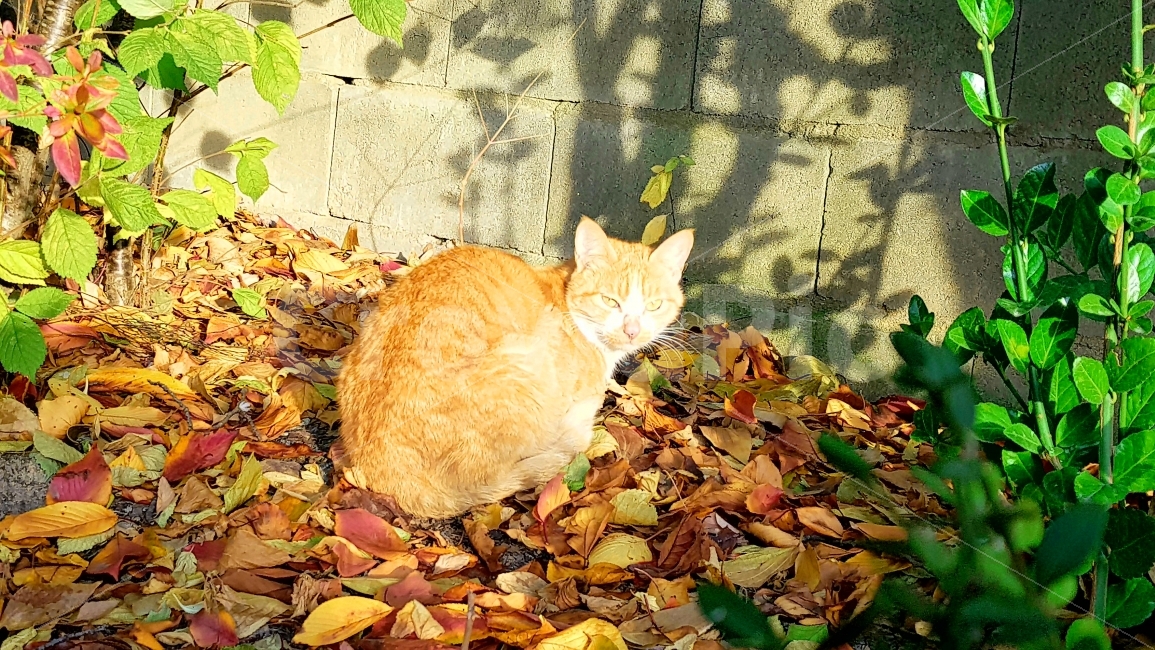 고양이,동물,들양이,cat,자연,동물,animal,포유류,mammal,고양이,cat,kitten,kitty