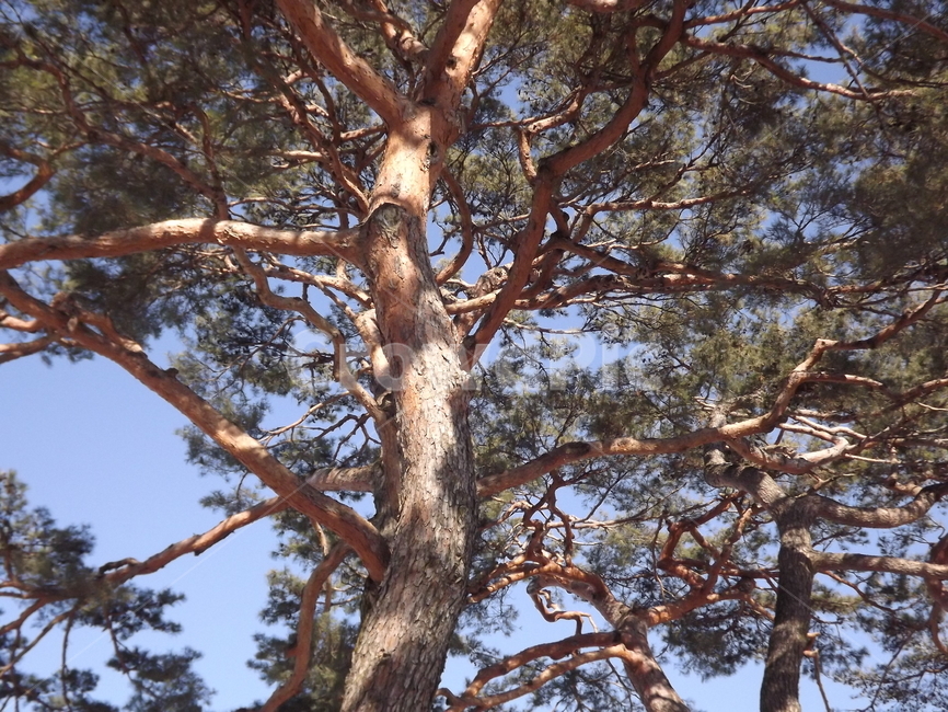 의림지,소나무,나무,유원지,숲,자연,식물,자연,plants,nature,나무,trees,wood