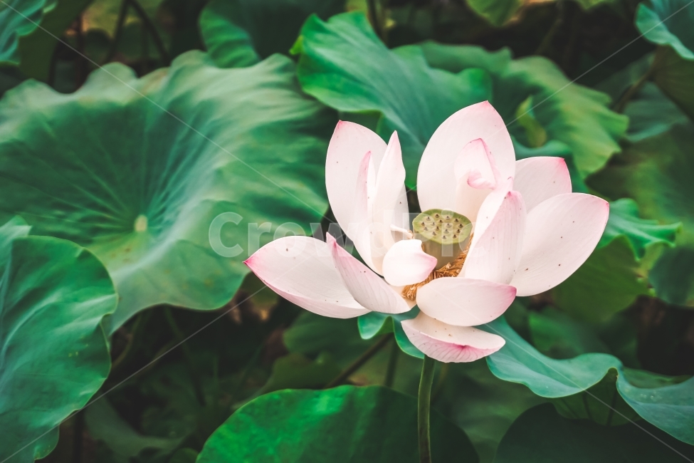 연꽃,꽃,flower,분홍,자연,nature,plant,식물,자연,plants,nature,꽃,flower,감성,sensible,feeling