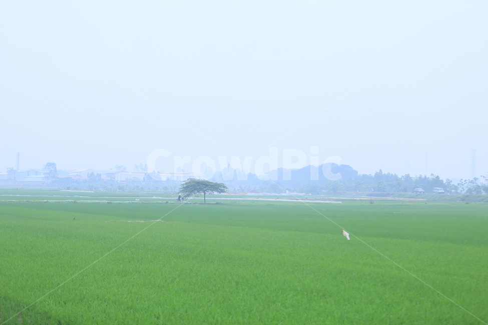 field,들,outdoors,옥외,nature,자연
