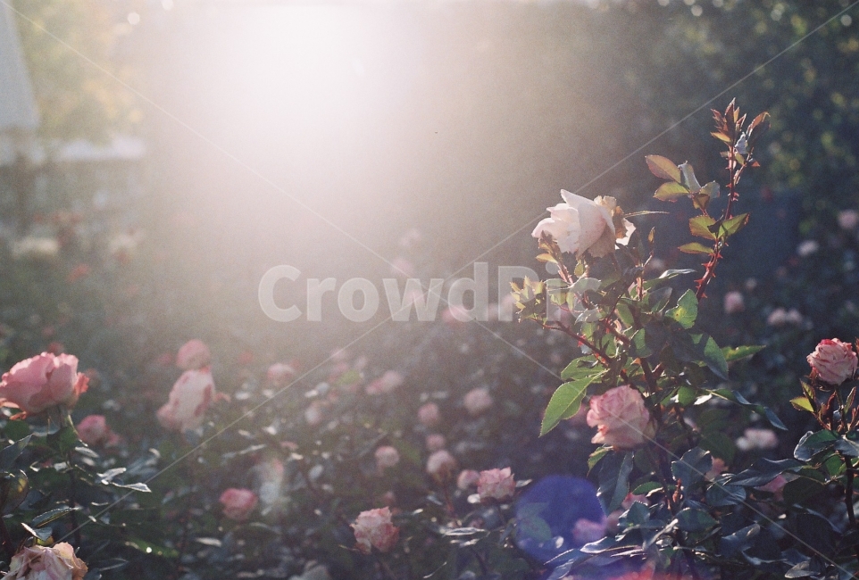 장미,장미정원,꽃,감성사진,필름사진,햇빛,NikonEM,식물,자연,plants,nature,꽃,flower,감성,sensible,feeling,휴식,힐링,rest,relaxation,healing