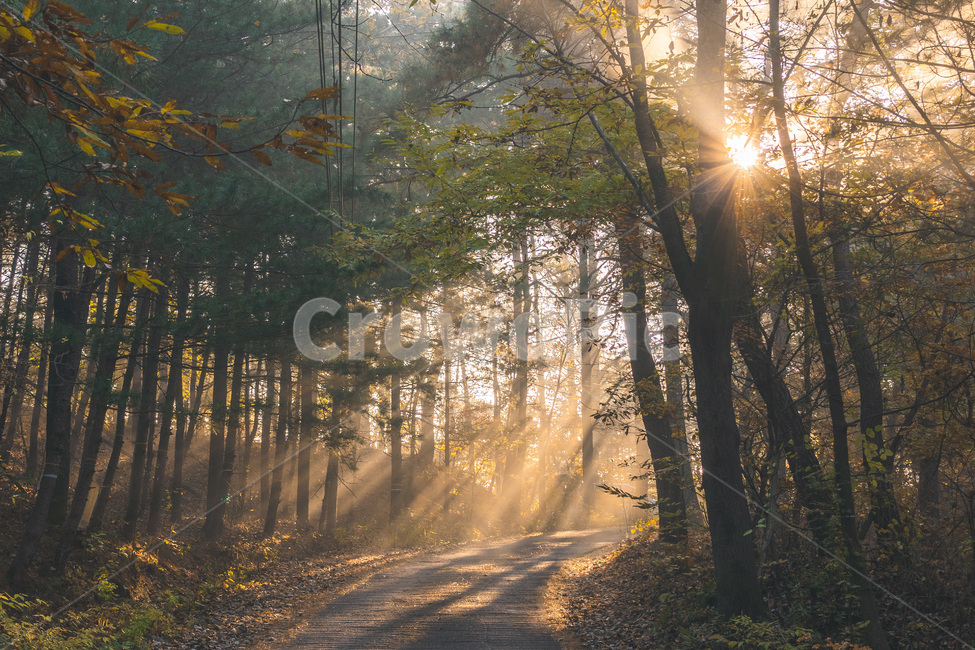 빛내림,햇빛,숲속,감성,emotion,가을,따듯함,부드러움,감성사진,편안함,nature,자연,한국자연경관,한국자연풍경,light,가을,계절,fall,autumn,season,자연,풍경,nature,landscape,휴식,힐링,rest,relaxation,healing,flare,플레어,빛,sunlight