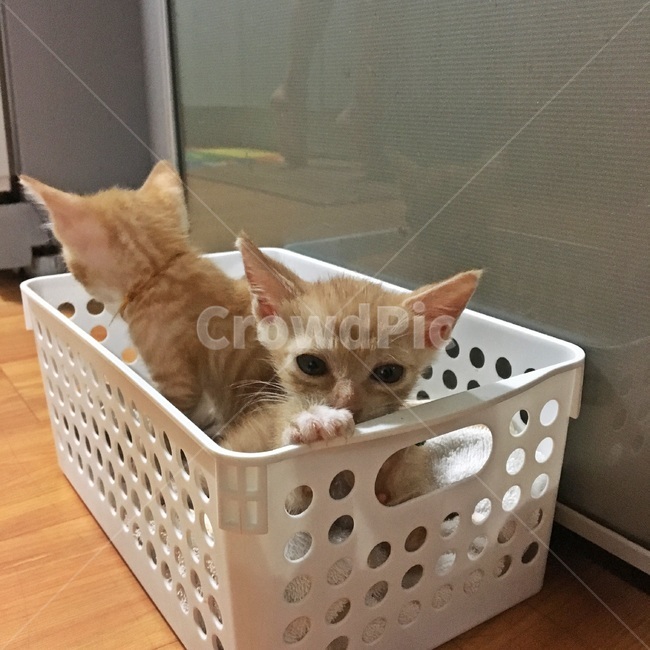 고양이,코숏,치즈코숏,코리아숏헤어,새끼고양이,아깽이,캣초딩,애기고양이,cat,반려묘,반려동물,동물,새끼,아기,애기,animal,동물,animal,포유류,mammal,고양이,cat,kitten,kitty