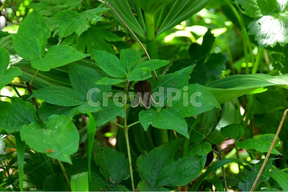 요강나물,야생화,꽃,식물,자연,생태,플라워,flower,plants,nature,식물,자연,plants,nature,꽃,flower