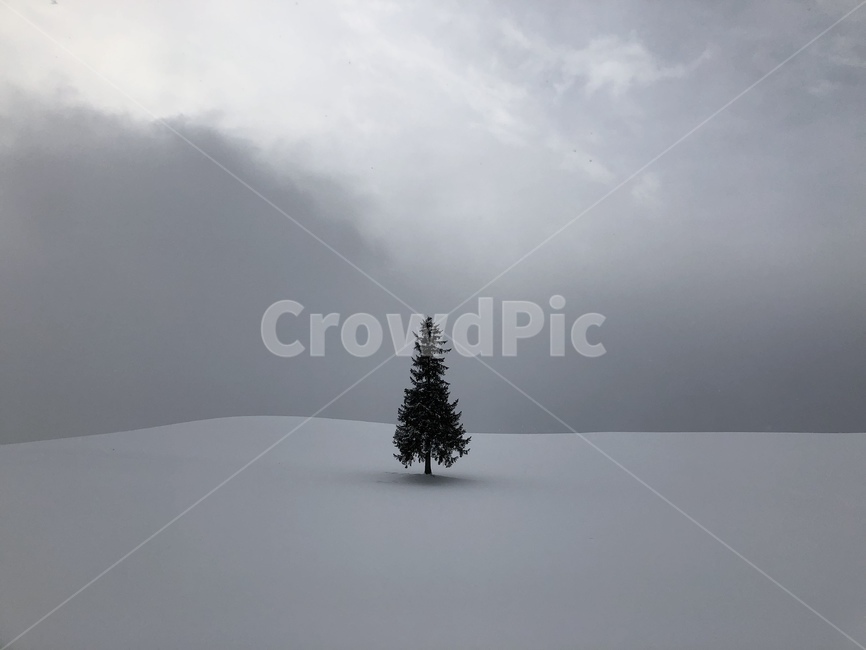 나무,풍경,눈,설경,tree,snow,snowscene,크리스마스트리,겨울,계절,winter,season